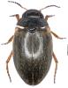 Hydroporus tessellatus